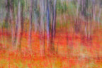 Anemones in the forest Poster och Canvastavla