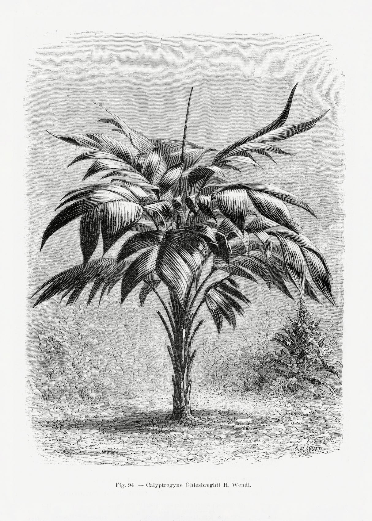 Vintage Palm Tree Drawing Viii Poster och Canvastavla