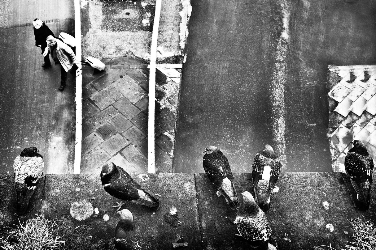 seven pigeons and two trolley Poster och Canvastavla