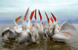 Pelicans in slow motion Poster och Canvastavla
