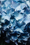 I see u - Blue Hydrangea Poster och Canvastavla
