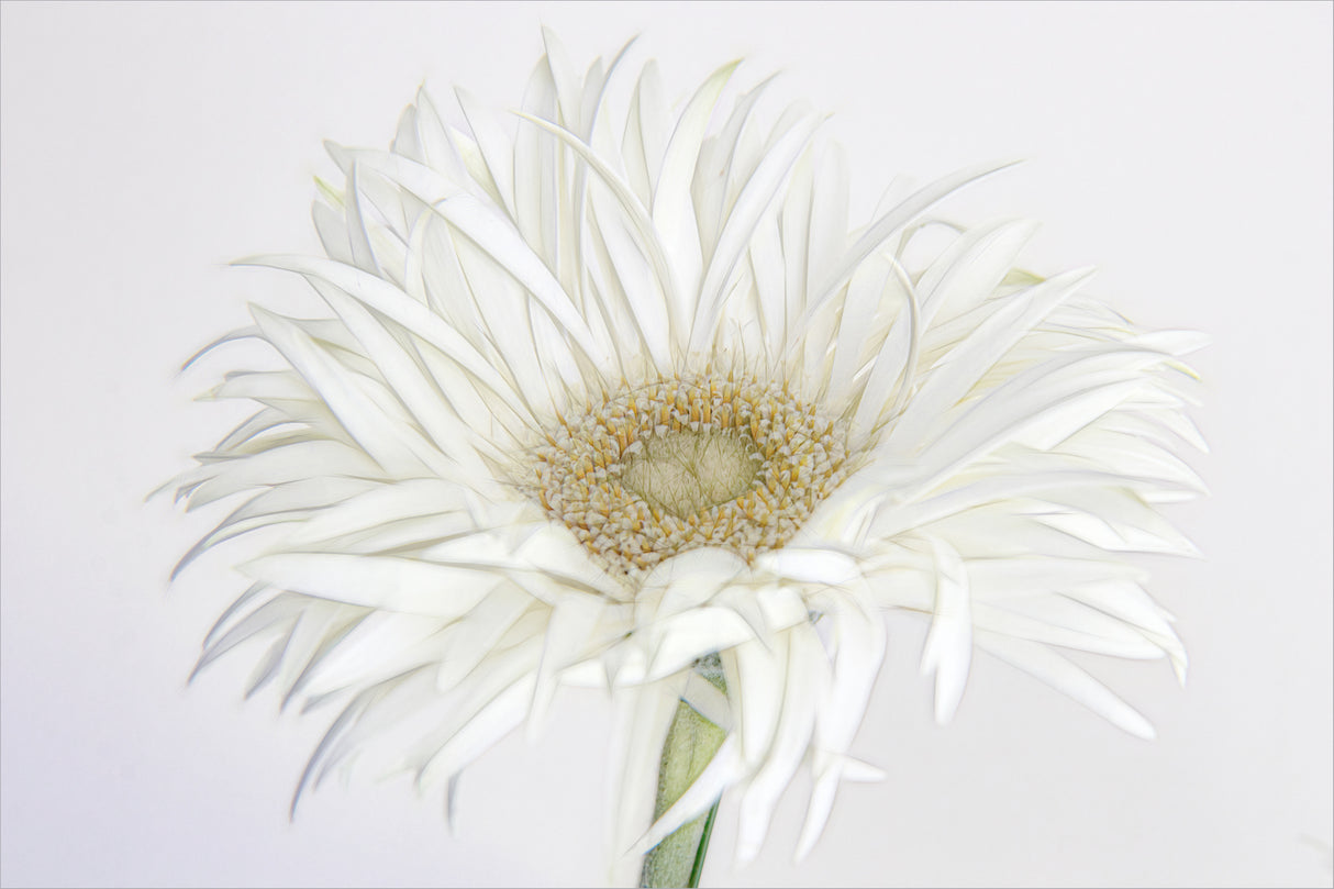 Frivolous Flower Poster och Canvastavla