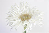 Frivolous Flower Poster och Canvastavla