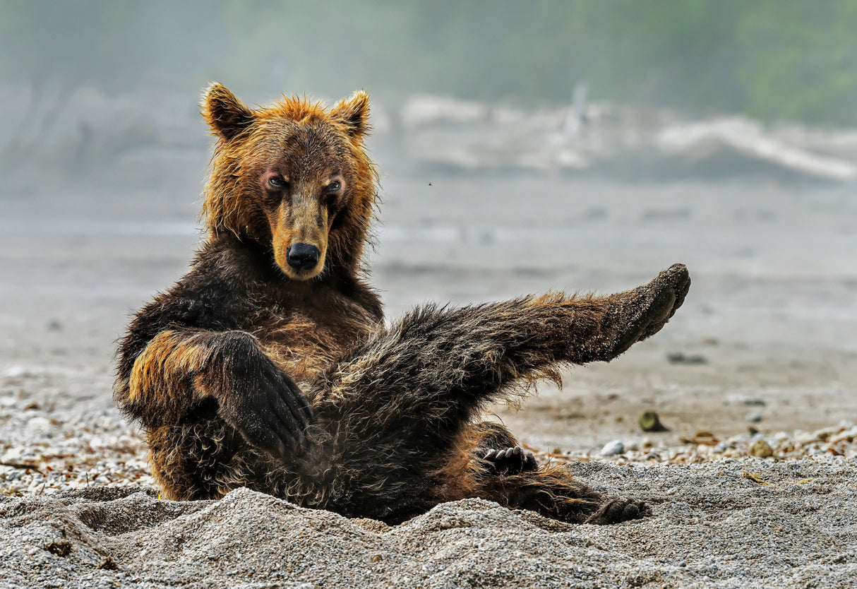 Sexi bear Poster och Canvastavla