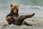 Sexi bear Poster och Canvastavla