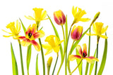 Vibrant Spring Poster och Canvastavla