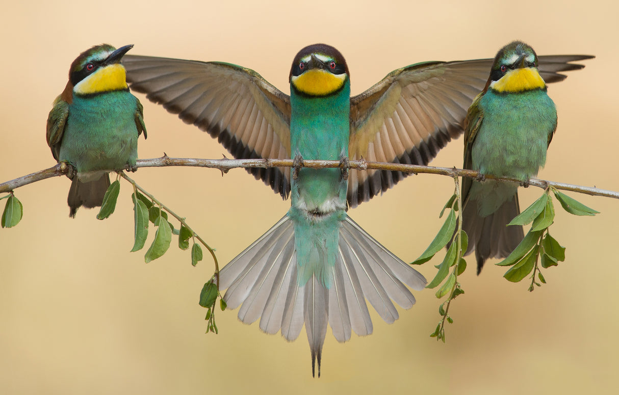 Bee-eaters trio Poster och Canvastavla