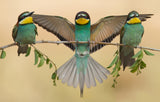 Bee-eaters trio Poster och Canvastavla