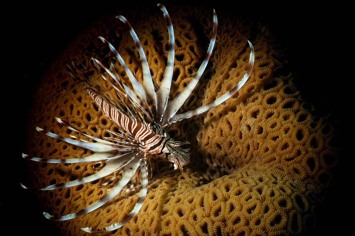 Pterois fly Poster och Canvastavla