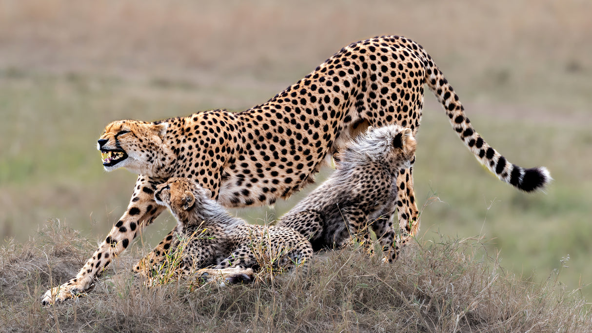 Cheetah family rest  time Poster och Canvastavla