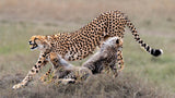 Cheetah family rest  time Poster och Canvastavla