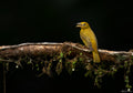 Summer  Tanager Poster och Canvastavla