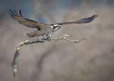 Nest Building Poster och Canvastavla