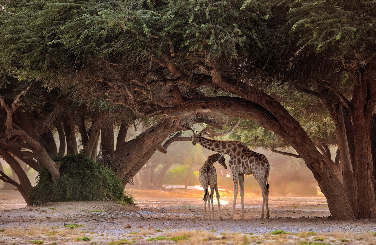 Giraffe - Namibia Poster och Canvastavla
