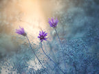 Summer Garden... Poster och Canvastavla