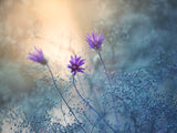 Summer Garden... Poster och Canvastavla