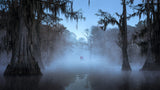 Misty Morning at Caddo lake Poster och Canvastavla