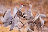 Mating Season Poster och Canvastavla