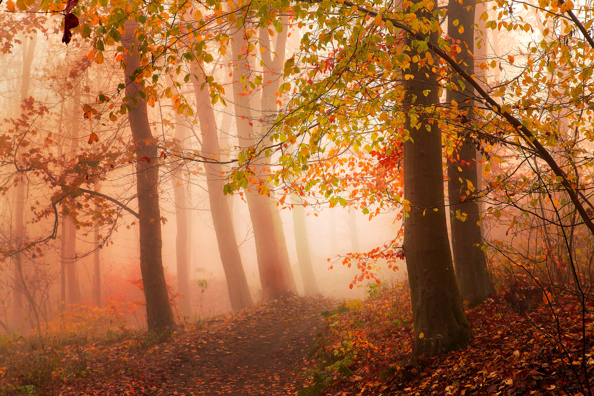 Calm walk in colors. Poster och Canvastavla