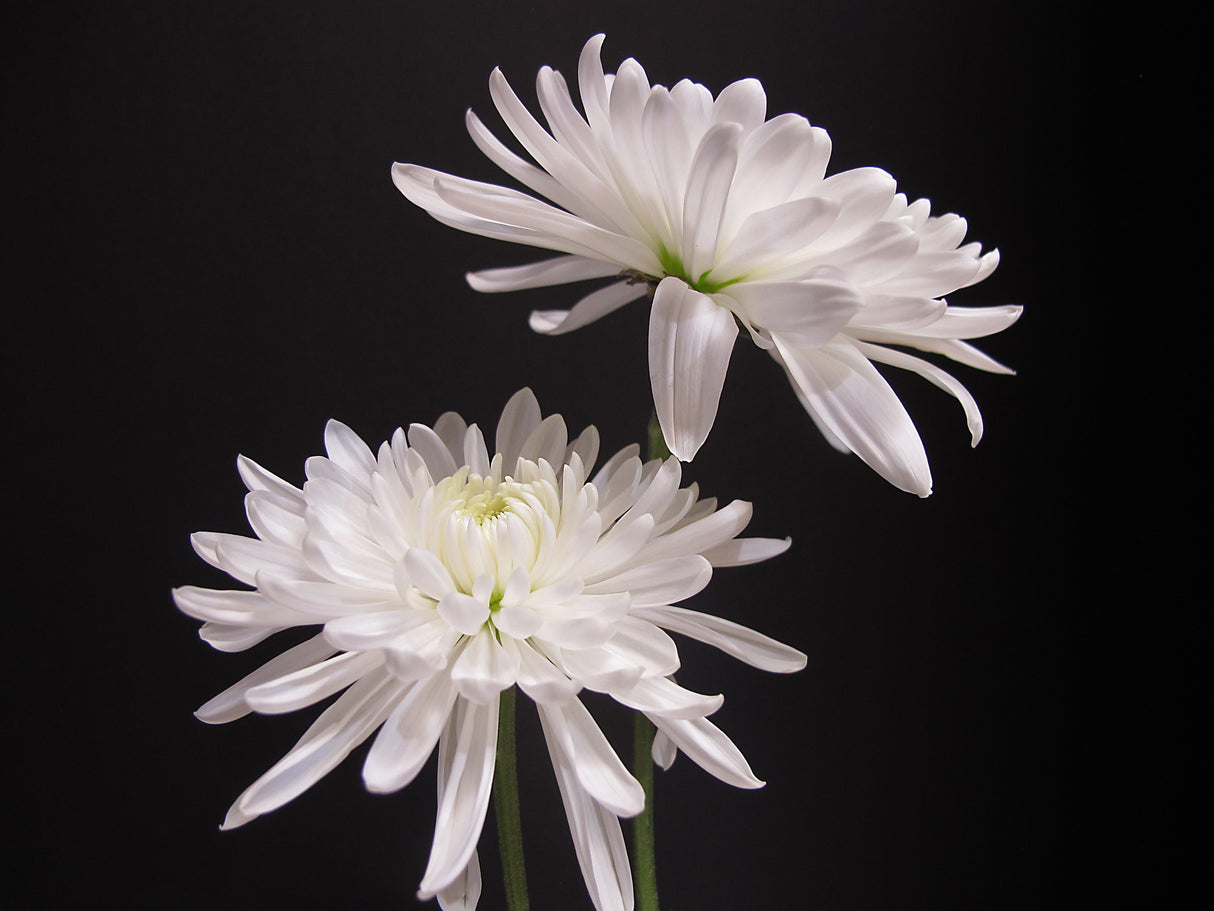 Simple Beauty Poster och Canvastavla