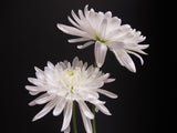 Simple Beauty Poster och Canvastavla