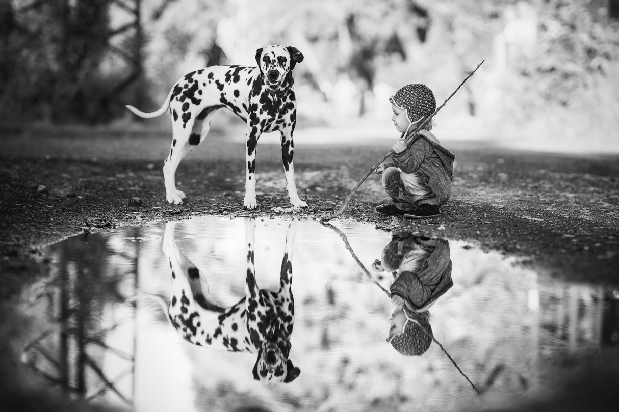 Little boy and dog in the park Poster och Canvastavla