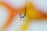 gold fish Poster och Canvastavla