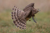 Hawk Poster och Canvastavla