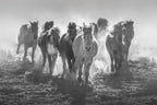 Galloping Horses In Snowy Field Poster och Canvastavla