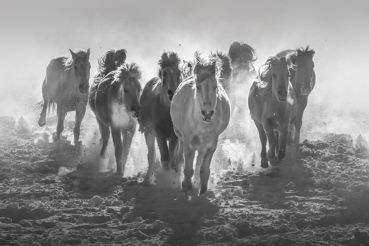 Galloping Horses In Snowy Field Poster och Canvastavla