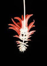 Coral Tree Flower Poster och Canvastavla
