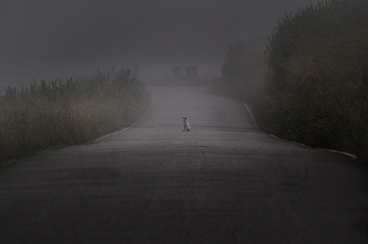 I will wait for you here, forever. Poster och Canvastavla