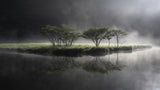 Fantasy Symbol Tree Poster och Canvastavla