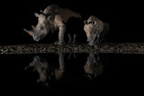 Night Visitors Poster och Canvastavla