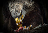 American Eagle...dinnertime. Poster och Canvastavla