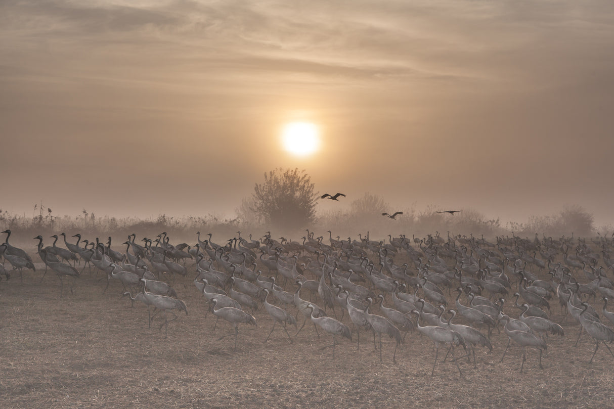 Cranes at sunrise... Poster och Canvastavla