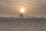 Cranes at sunrise... Poster och Canvastavla