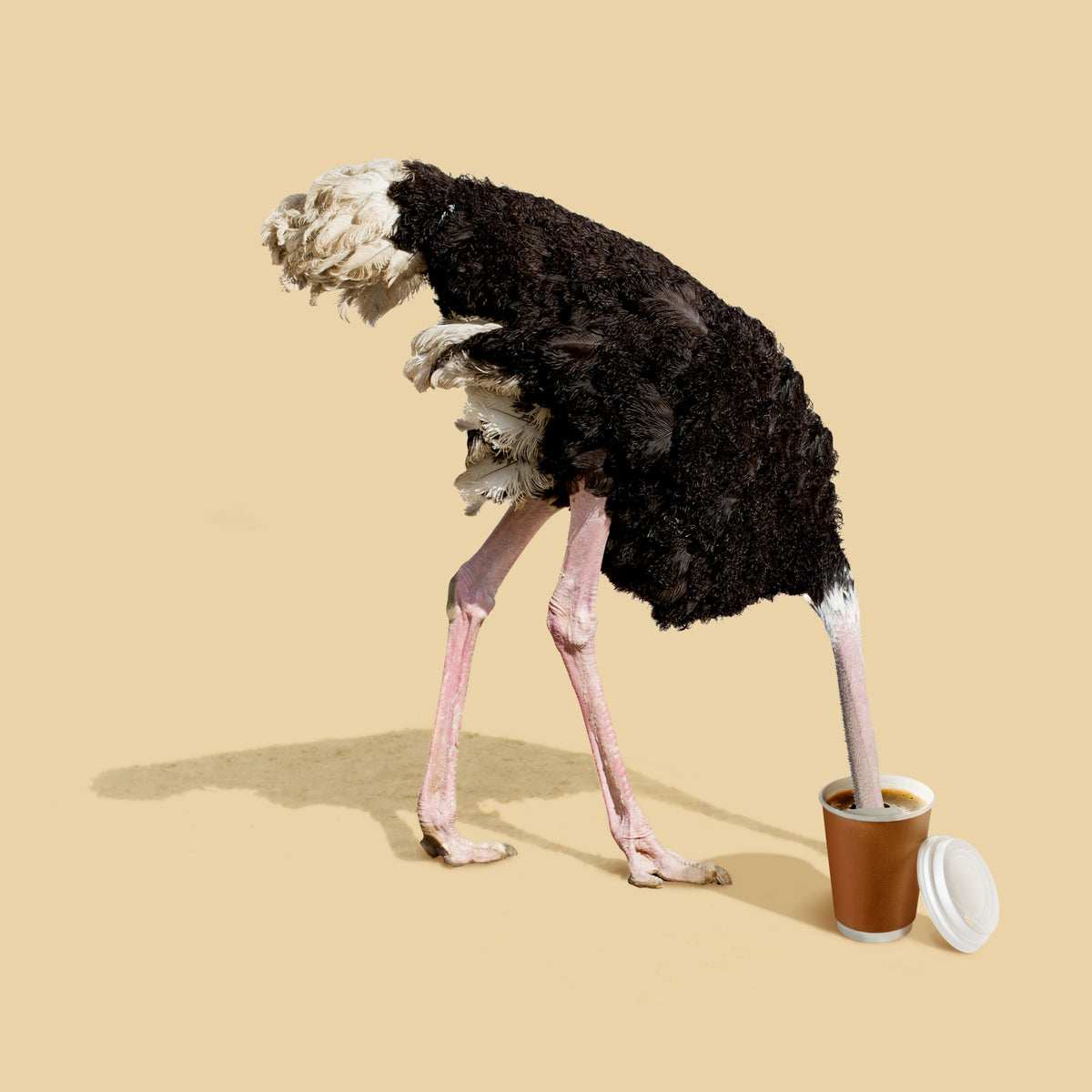 Dive in Coffee Poster och Canvastavla