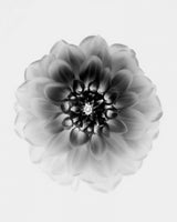 X-Ray Poster och Canvastavla
