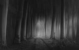 Forest Gloom Poster och Canvastavla