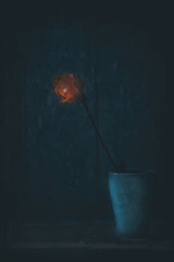 A Rose for Christmas... Poster och Canvastavla