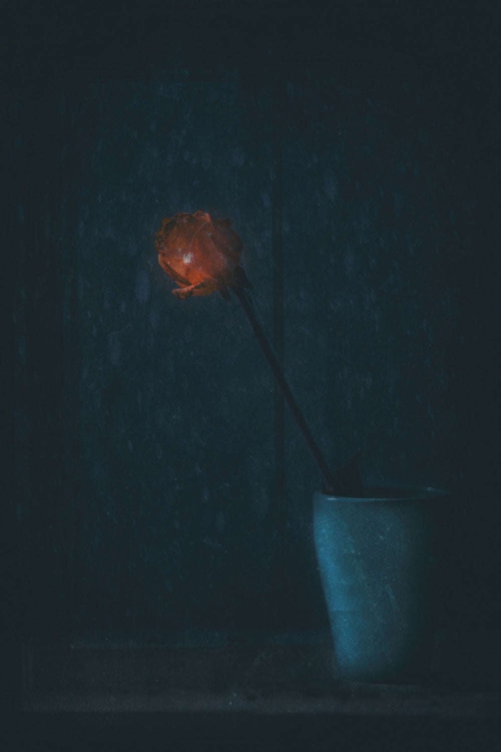 A Rose for Christmas... Poster och Canvastavla