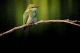 Little Bee-eater Poster och Canvastavla