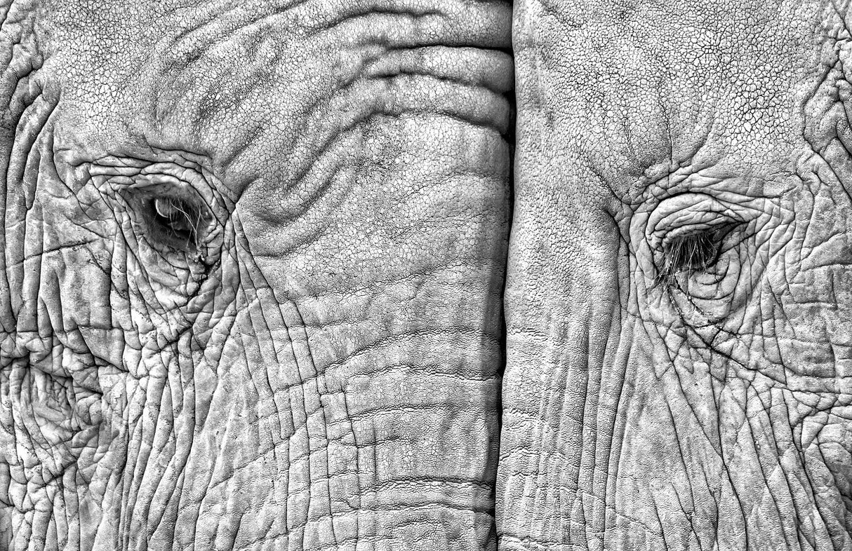 Two elephants Poster och Canvastavla