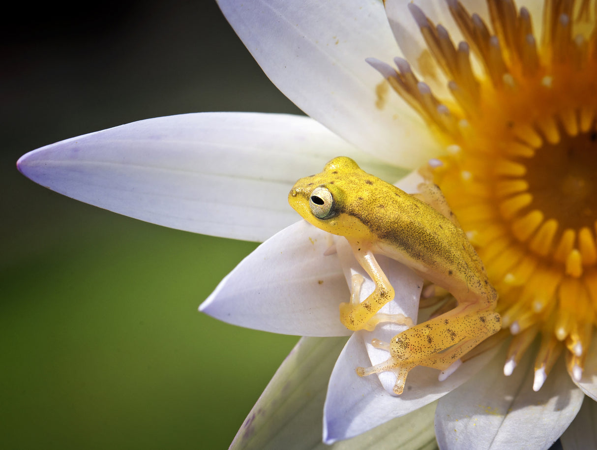 Yellow Frog Poster och Canvastavla