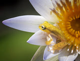 Yellow Frog Poster och Canvastavla