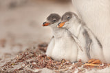 Gentoo young Poster och Canvastavla