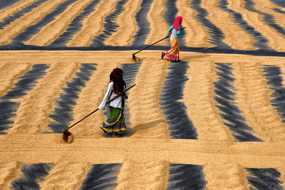 Paddy Drying Poster och Canvastavla