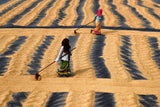 Paddy Drying Poster och Canvastavla