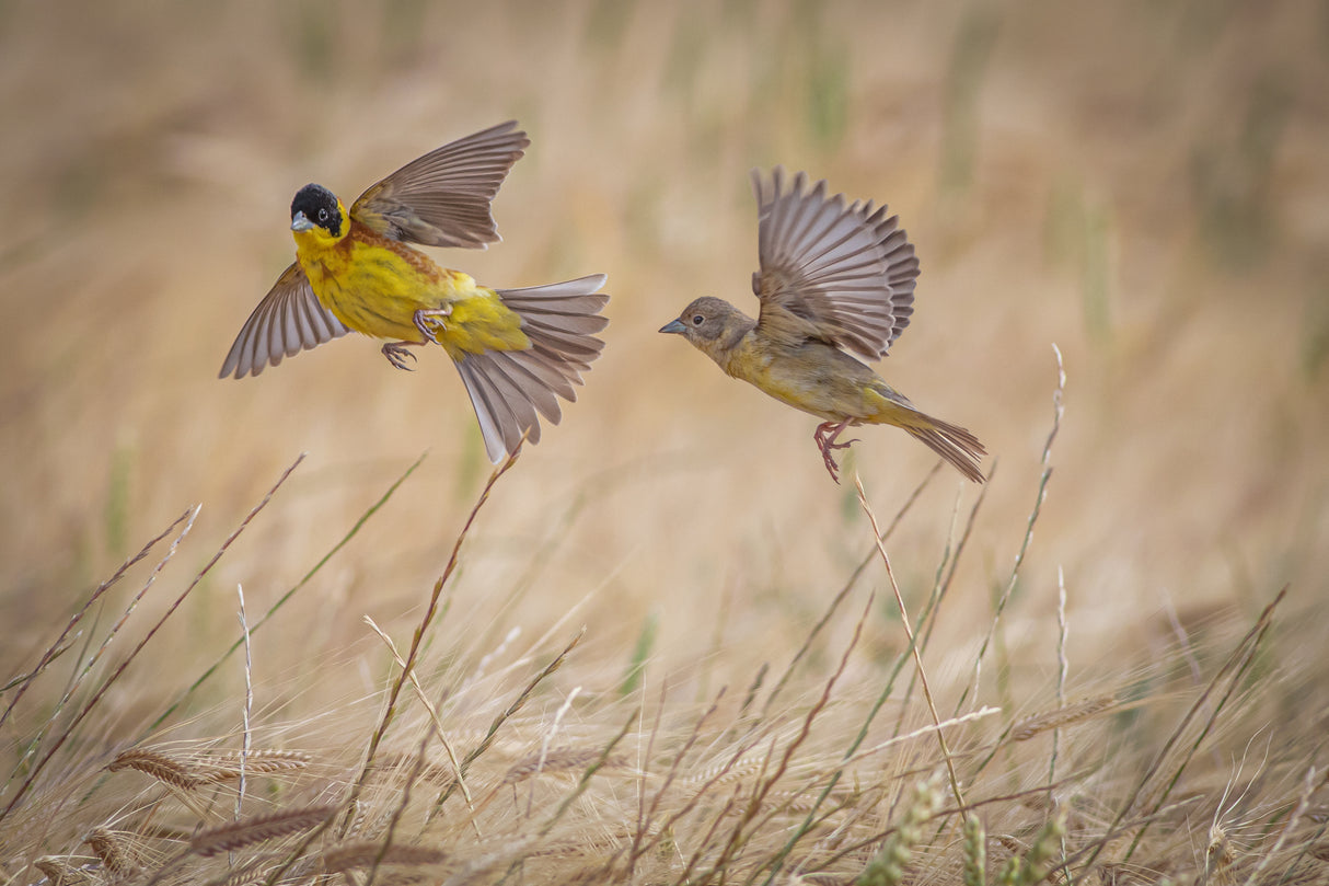 Black-headed buntings Poster och Canvastavla